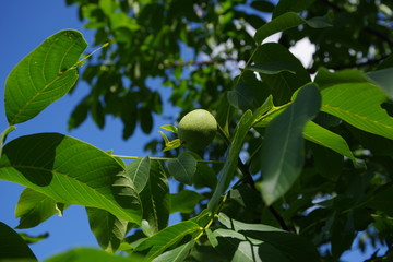 green walnut fruit and blue sky