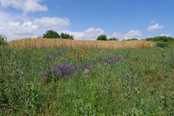 field flowers wheat and blue sky