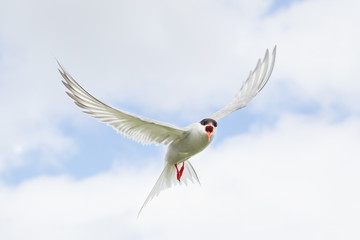 Arctic tern (Sterna paradisaea) Calling whilst in flight
