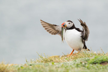 Atlantic puffin (Fratercula arctica) Displaying with fish