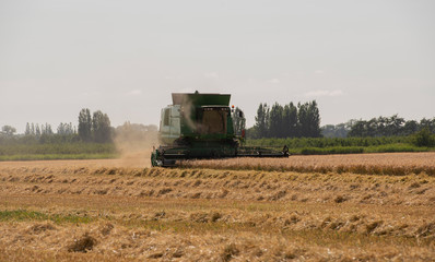 Fototapeta premium Mähdrescher erntet Getreide auf einem Weizenfeld