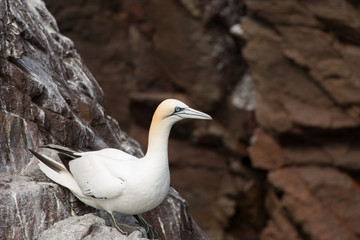 Northeern gannet (Morus bassanus) on rock