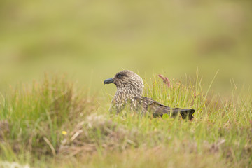 Great skua (Stercorarius skua) on nest at breeding colony