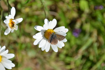 Paquerette ou Leucanth&egrave;me / Papillon