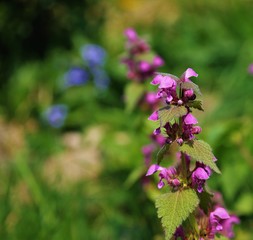 nettles