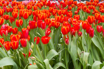 Brightly Tulip Blooming / Brightly Tulip Blooming In The Winter Season.