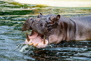 Fototapeta premium Hippo opening jaws. Head closeup.