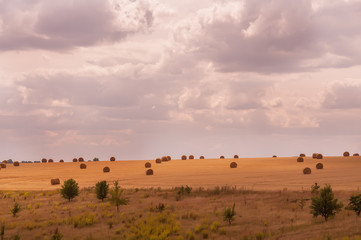 Fototapeta na wymiar Round straw stacks in the harvested field. expanse of fields. Harvest. 
