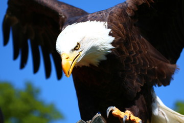 bird