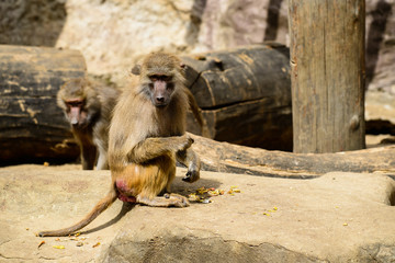 Monkey family living in the zoo