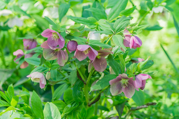 blooming sprong violet flowers in the forest, wild flowers