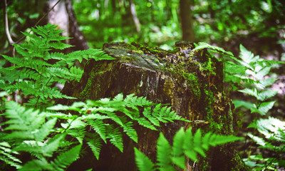 Fototapeta premium forest