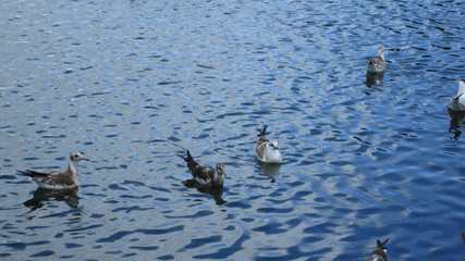 Birds swim in the pond