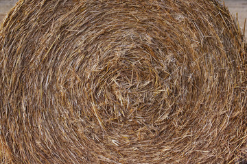 Golden rolls of hay in the fields