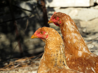 Brown chickens on the farm, selective focus. Domestic laying hens in the coop, sunny day