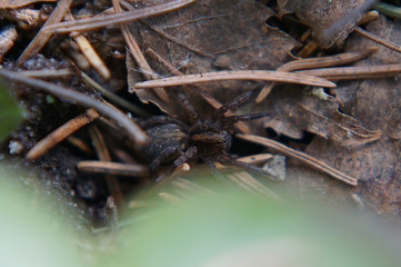 forest wild life