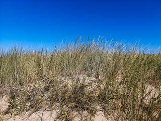 Fototapeta premium dune grass in summer