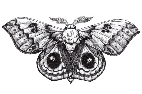 cute moth drawing