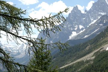 close up on larch branches with a tall mountain on the background