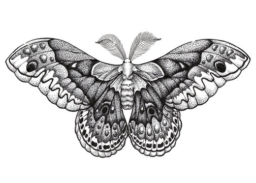 Naklejki Butterfly tattoo art. Dotwork tattoo. Hyalophora cecropia. Cecropia moth. Symbol of freedom, nature, beauty, perfection