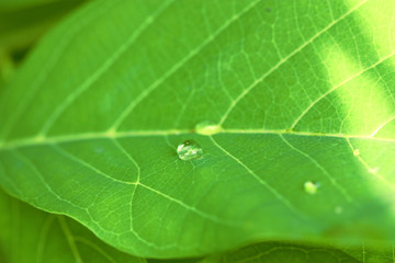 macro view of green leaf plant