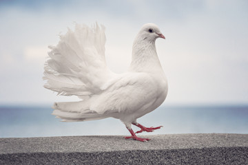 a symbol of peace. White dove on the waterfront!