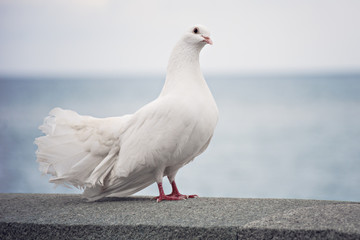a symbol of peace. White dove on the waterfront!