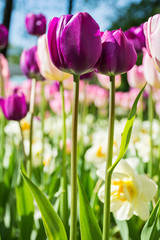 beautiful, purple flowers, tulips on a flower bed in a park. Abstract background for design, patterns, wallpaper, greeting card. Spring time