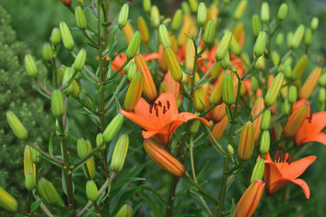 close-up of gentle red lily flowers with buds on soft blurred background