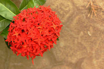red spike flower on brown background