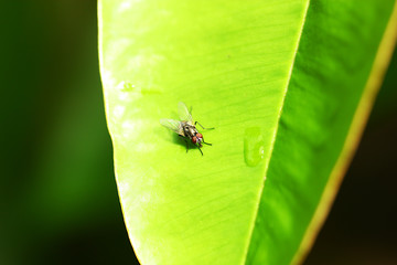 macro view of fly on green leaf