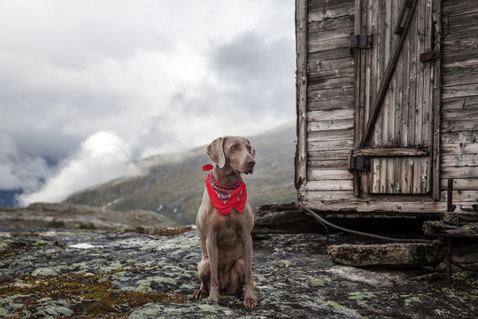 Weimaraner Jagdhund vor einer Holzh&uuml;tte im Hochgebirge