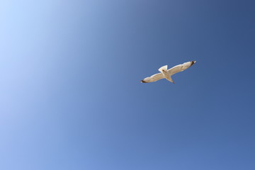 Fototapeta na wymiar Bird flying in blue sky