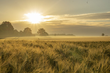 Sonnenaufgang Weizenfeld