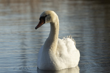 Obraz premium Schwan