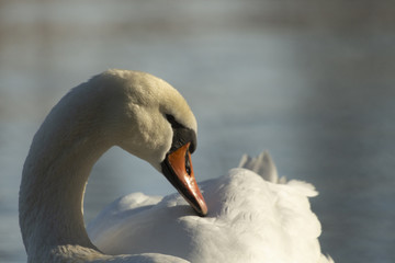 Obraz premium Schwan