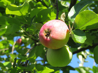 Ripe apples on a tree branch in the summer orchard, close up. Red apple hanging on branch in sunlight