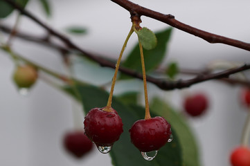 wild nature, life and flowers