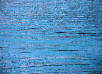 texture the old peeled board of blue color. old tree. the peeled paint. rough skin. old age.