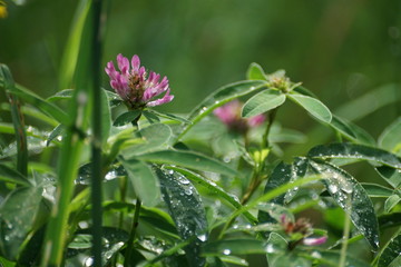 flowers, wild life, beauty