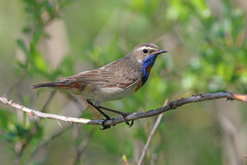 Luscinia svecica pallidogularis. Colorful bird in the summer on the Yamal Peninsula