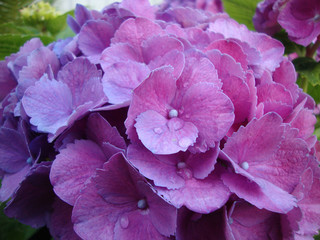 violet hydrangea with flowers and leaves with water drops. hydrangea in the rain. flowers. nature.