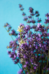 A bunch of lavender flowers on a blue background. Lavandula.