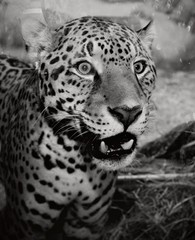 BEAUTIFUL JAGUAR IN BLACK AND WHITE