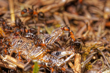Red wood ants hunting grasshopper in anthill, Danubian wetland, Slovakia forest, Europe