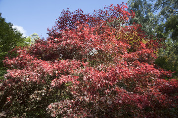 Red forest plant nature background