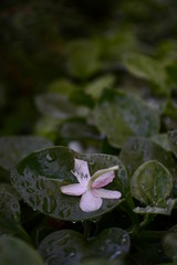 letzte Jasmin aus Damaskus