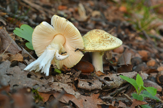 amanita citrina mushroom
