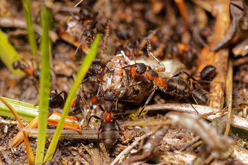 Red wood ants hunting grasshopper in anthill, Danubian wetland, Slovakia forest, Europe