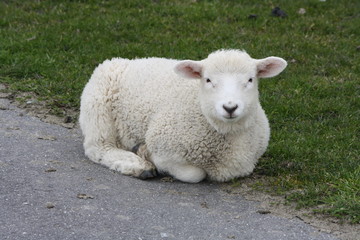 Relaxing Lamb